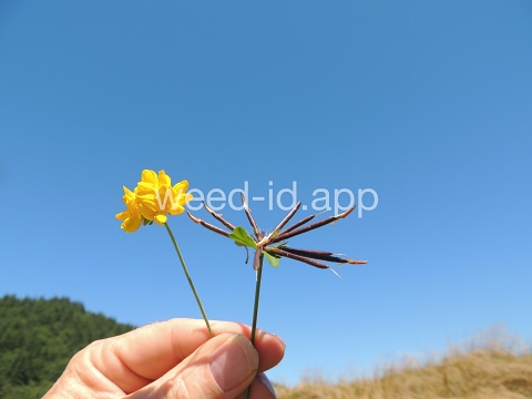 trefoil, birdsfoot